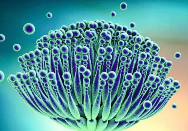 Laboratory slide image supporting forensic mould and decay investigations International