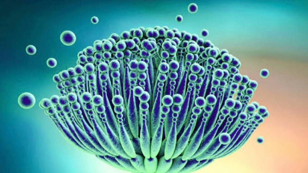 Aspergillus fumigatus, Concorde, warships & tropical buildings – what is the connection?