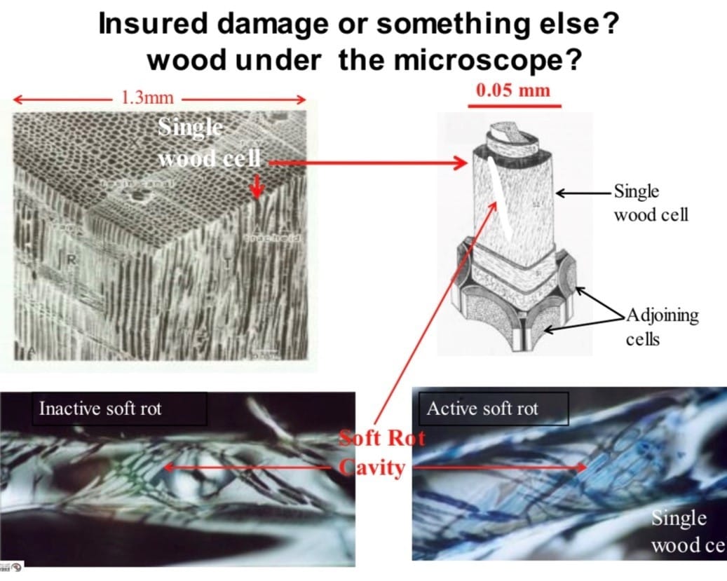 Example of single wood cell and presence of rot - Robin Wakeling, expert forensic scientist
