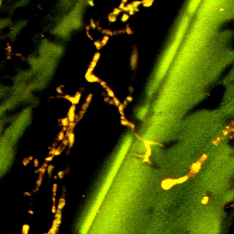 Microscopic slide used for water ingress investigation expert analysis on International projects