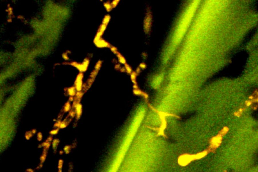 Microscopic slide used for water ingress investigation expert analysis on International projects